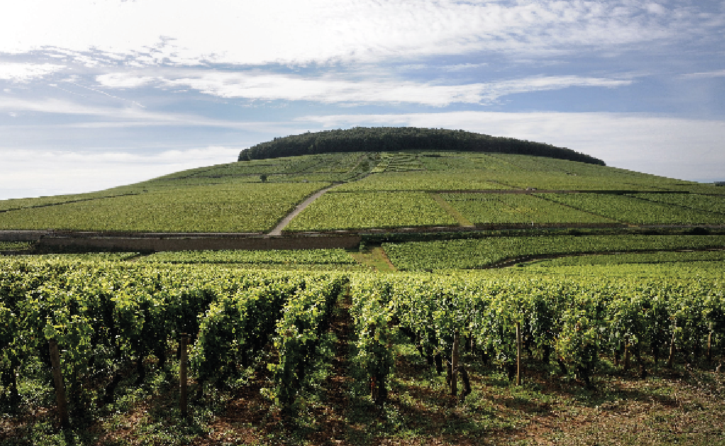 Côte de Beaune