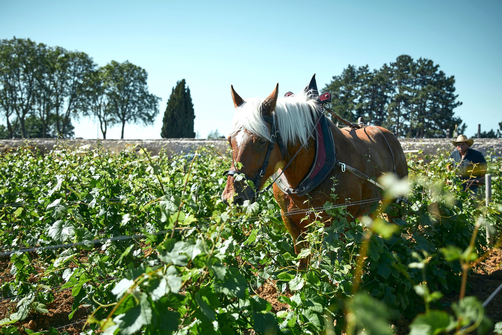 Clos Marey-Monge